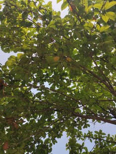 仰视茂密枝叶的翠绿树冠