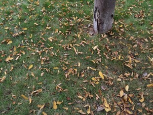 树下落叶铺就秋日景致