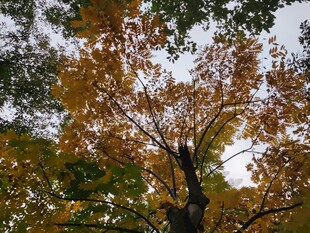 秋日斑斓树冠景象