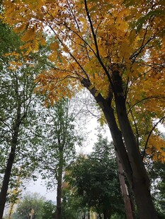 秋日金黄银杏树林美景