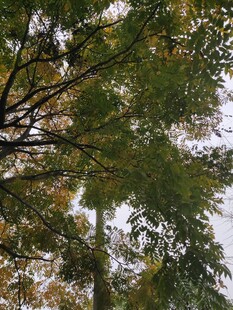 仰视茂密枝叶的绿意景观