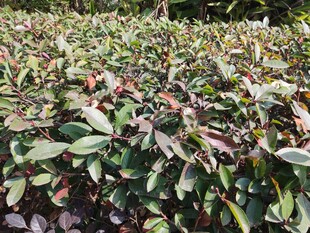 多彩叶片植物景观