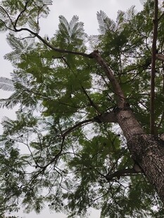 仰视挺拔翠绿的高大树木