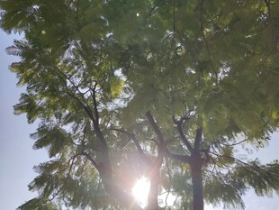 阳光透过树叶洒下的美景