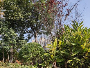 户外繁茂绿植景观