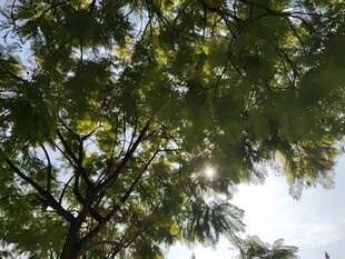 阳光下的翠绿枝叶