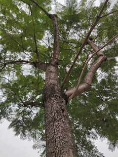 仰视下的高大繁茂树木