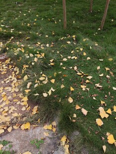 秋日草地落叶景致