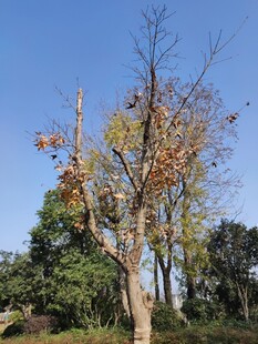 秋日枯树与周边绿植景观