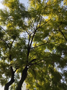 阳光下的繁茂树枝