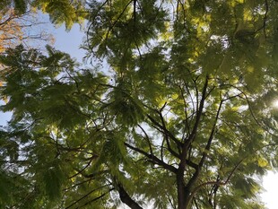 枝叶繁茂的绿树