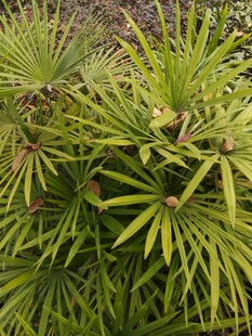 翠绿丛生的棕榈状植物