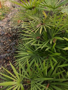 翠绿繁茂的植物景观