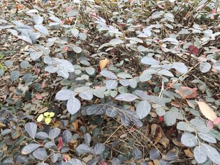 地面上的落叶与植物