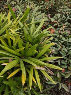 翠绿芦荟植物特写