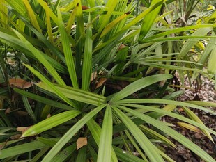 翠绿棕竹植物特写