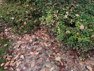 落叶覆盖的绿植景观