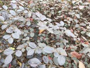 地面散落的多彩落叶