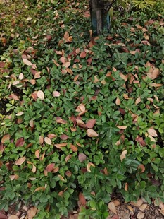 地面上的落叶与绿植