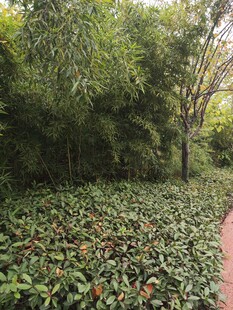 林间落叶铺就的静谧景致