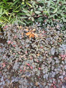 绿叶间的多彩植物景观