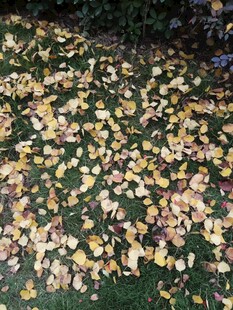 秋日草地落叶美景