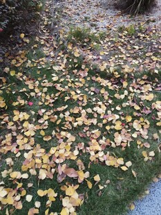 秋日草地落叶美景