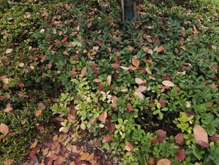 地面的繁茂绿植与落叶