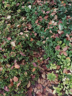 地面多彩落叶景观