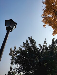 秋日树旁的高耸灯柱