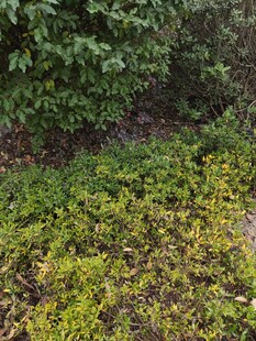 绿意盎然的林下植物景观