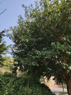 绿叶繁茂的葱郁树木