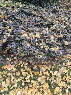 地面多彩落叶景观