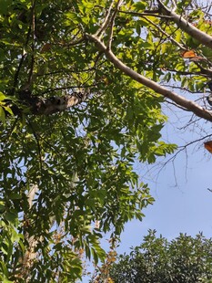 繁茂树枝下的蓝天景致