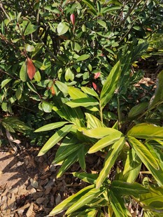 绿叶间的多彩植物