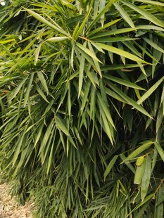 翠绿繁茂的丛生植物