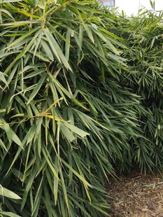 茂密翠绿的竹叶植物景观