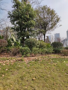 城市中的绿意盎然草地