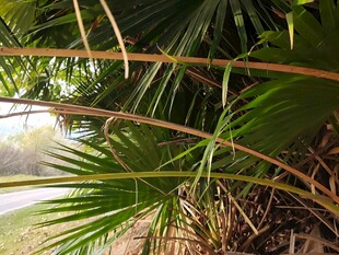 棕榈植物近景特写