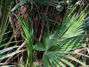 翠绿棕榈叶特写