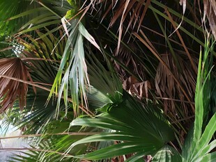 热带植物叶片特写