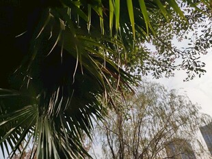 仰视下的棕榈枝叶与远景