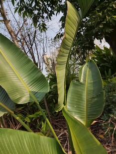翠绿芭蕉叶特写