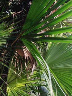 翠绿扇形棕榈叶特写