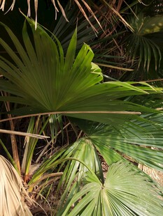 热带阔叶植物特写