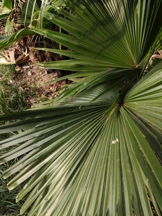 扇形棕榈叶特写