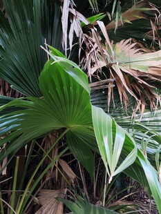 翠绿繁茂的热带植物景观