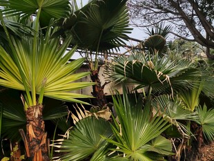 热带棕榈植物景观