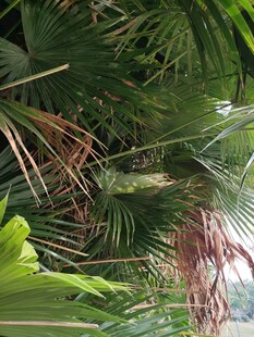 繁茂热带植物景观