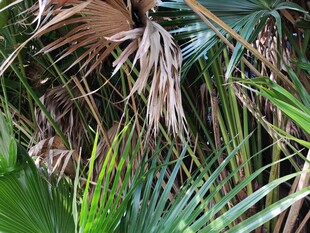 枯萎棕榈叶与繁茂绿植